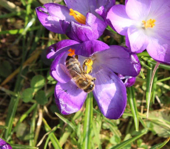 Honigbiene (Apis mellifera)