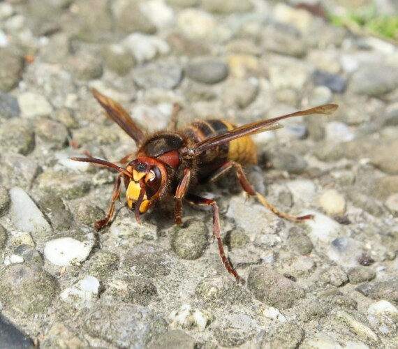 Stechimme: Hornisse (Vespa crabro)