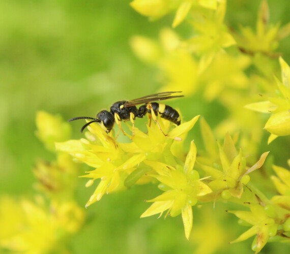 Taillenwespe: Bienenjagende Knotenwespe (Cerceris rybyensis)