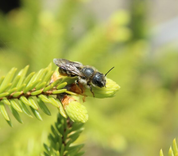 Körperbau: Stahlblaue Mauerbiene