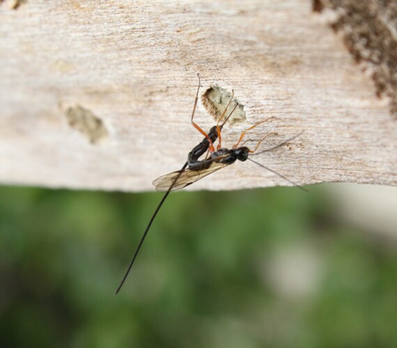 Legimme: Rotbeinige Holzschlupfwespe (Ephialtes manifestator)