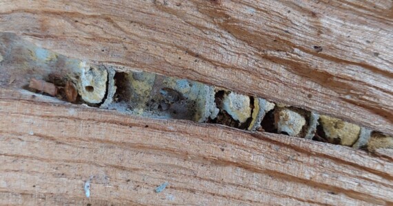 Aufgeschlossenes Nest einer Mauerbiene in einem Stück Brennholz