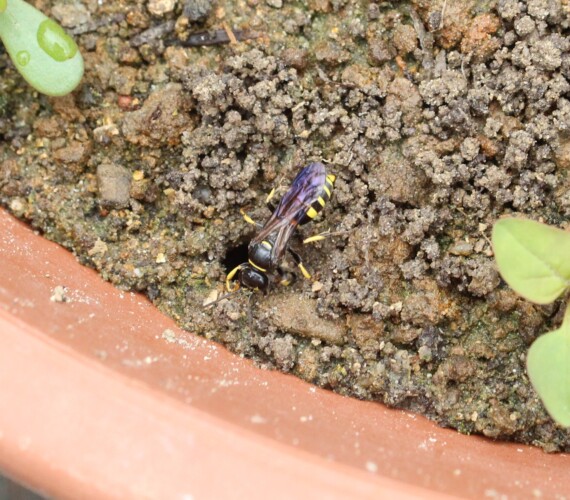 Im Boden nistende Grabwesepe: Gorytes spec.