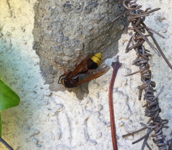 Solitäre Faltenwespe: Grosse Lehmwespe (Delta unguiculatum)