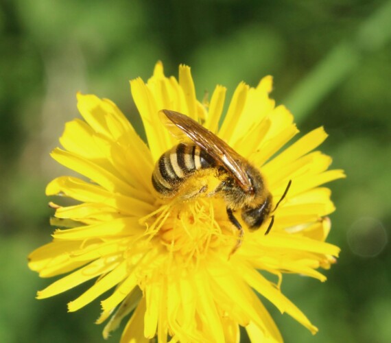 Polylektisch: Gelbbindige Furchenbiene (Halictus scabiosae)