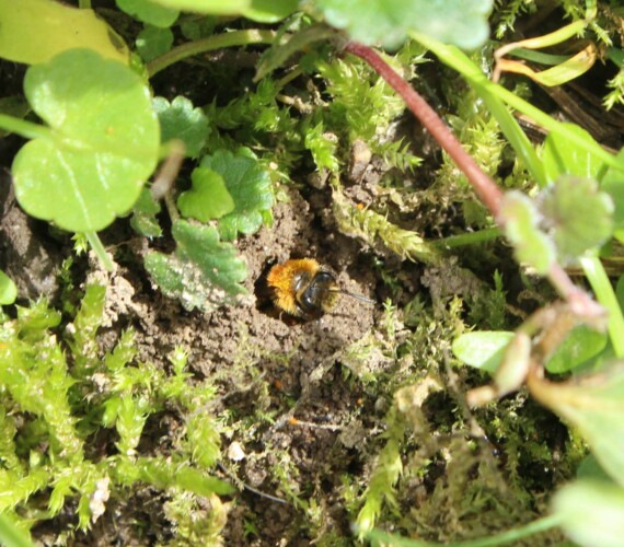 Bodennister: Sandbiene (Andrena spec)