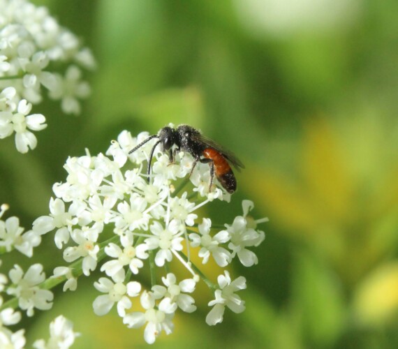 Kuckucksbiene: Blutbiene (Sphecodes spec.)