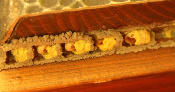 Larven der rostroten Mauerbiene in einem Türspalt