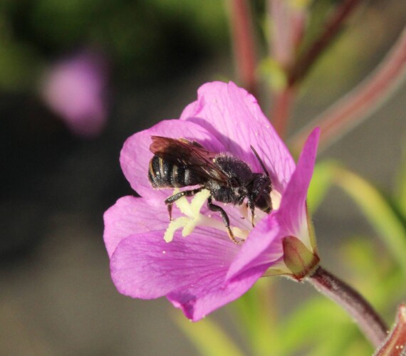 Kuckucksbiene: Düsterbiene (Stelis punctulatissima)