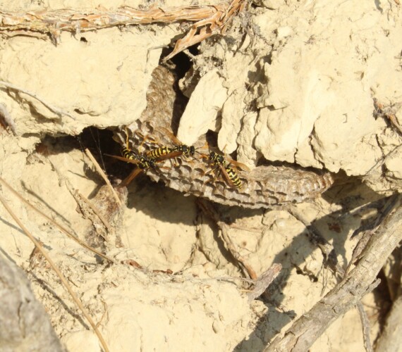 Soziale Faltenwespe: Haus-Feldwespe (Polistes dominula)