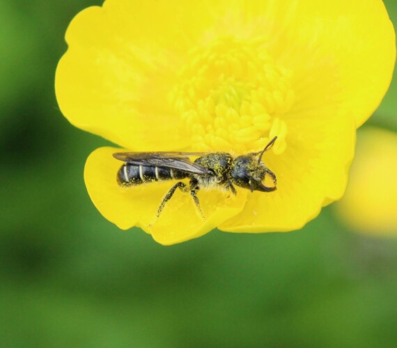 Oligolektisch: Hahnenfuss-Scherenbiene (Chelostoma florisomne)