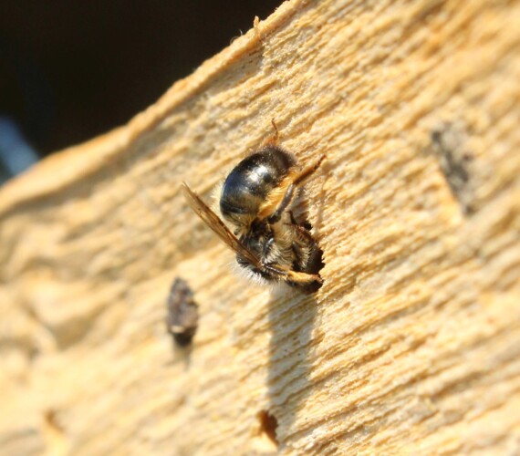 Hohlraumnister: Rostrote Mauerbiene (Osmia bicornis)