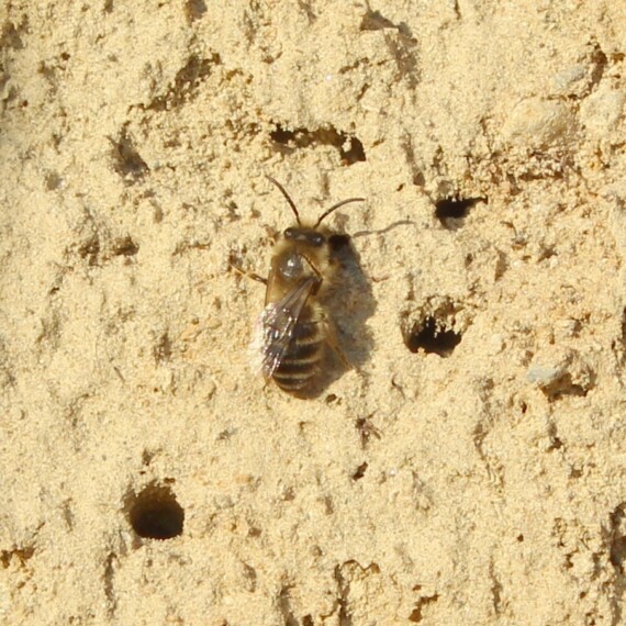 Frühlingsseidenbiene (Colletes cunicularius)