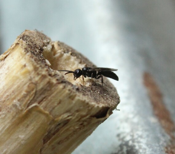 In einem Marchstängel nistende Grabwesepe: Passaloecus spec.