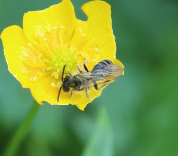 Goldbeinige Sandbiene (Andrena chrysosceles)