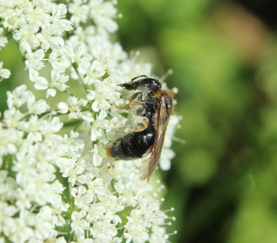 Wildbiene: Rotfransige Sandbiene (Andrena haemorrhoa)