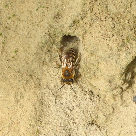 Efeuseidenbiene (Colletes hederae)