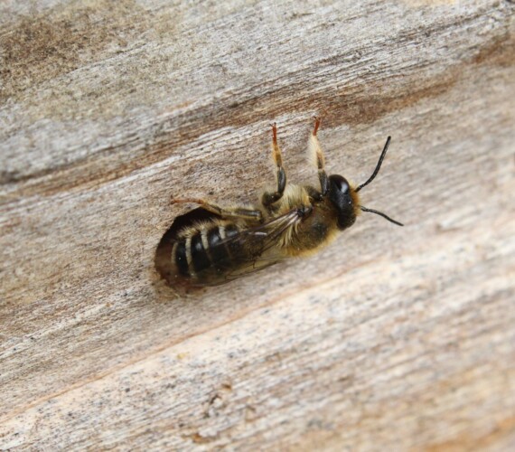 Platterbsen-Mörtelbiene (Megachile ericetorum)