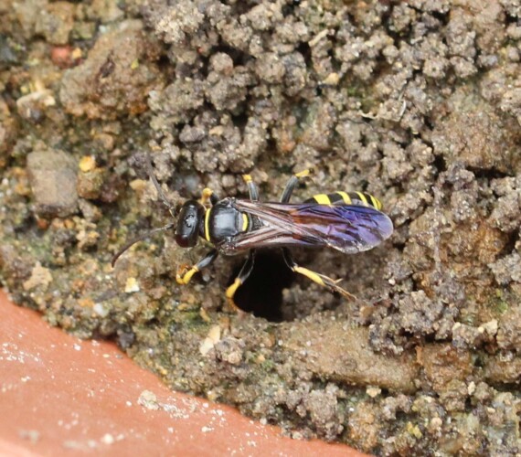 Gorytes spec. am Nesteingang