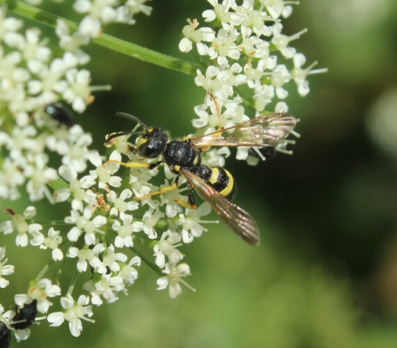 Bienenjagende Knotenwespe (Cerceris rybyensis) auf Giersch