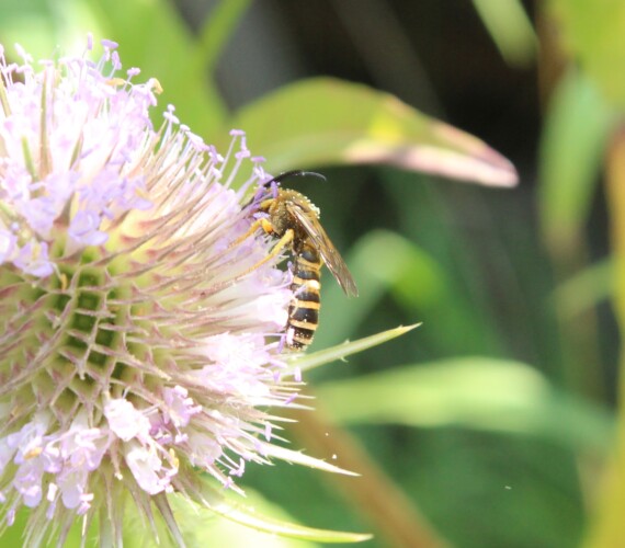 Gelbbindige Furchenbiene (Halictus scabiosae) Männchen