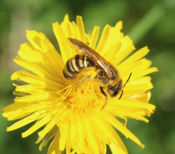 Gelbbindige Furchenbiene (Halictus scabiosae) Weibchen