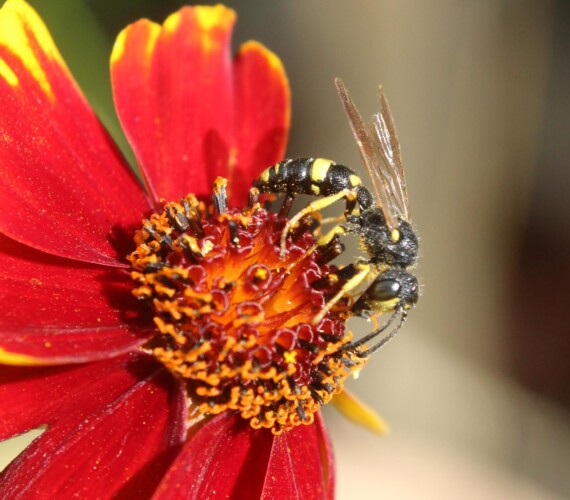 Bienenjagende Knotenwespe (Cerceris rybyensis) am Nektar trinken auf Mädchenauge