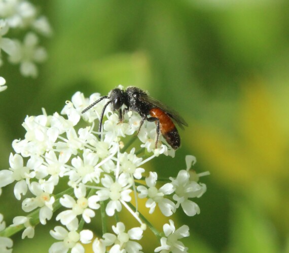 Blutbiene (Sphecodes spec.) auf Giersch