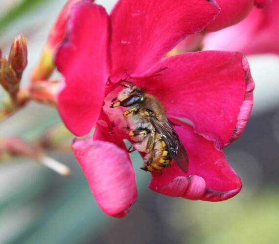 Garten-Wollbiene (Anthidium manicatum) Männchen