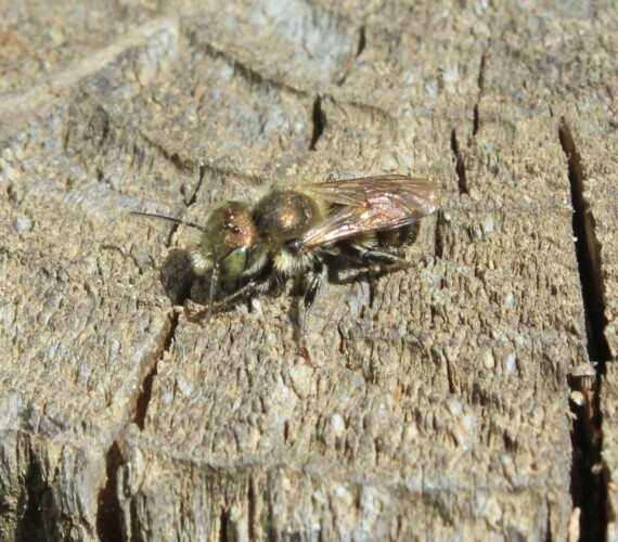 Stahlblaue Mauerbiene (Osmia caerulescens) Männchen