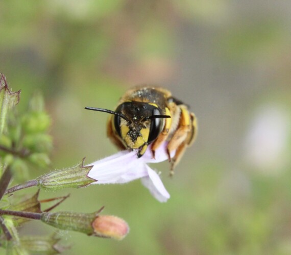 Garten-Wollbiene (Anthidium manicatum) Weibchen
