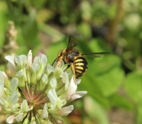 Garten-Wollbiene (Anthidium manicatum) auf Weissklee
