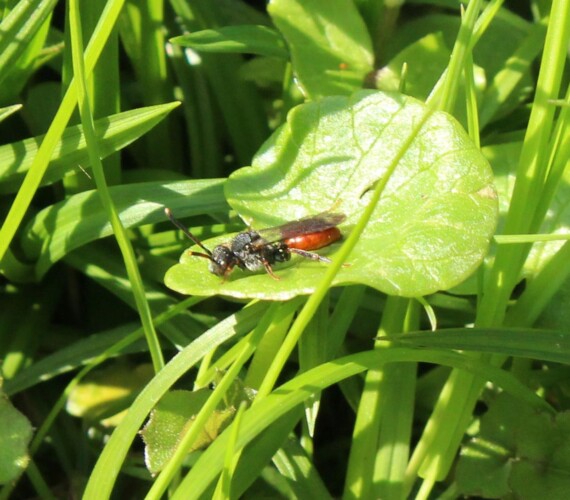 Rot-schwarze Wespenbiene (Nomada fabriciana)