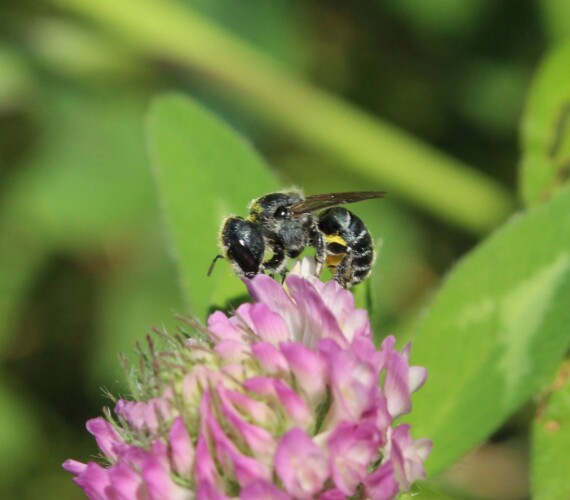 Stahlblaue Mauerbiene (Osmia caerulescens)