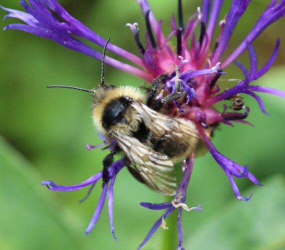 Eine Kuckuckshummel: Feld-Kuckuckshummel (Bombus campestris)