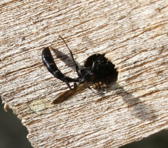 Trypoxylon spec. inspiziert ein mögliches Nest