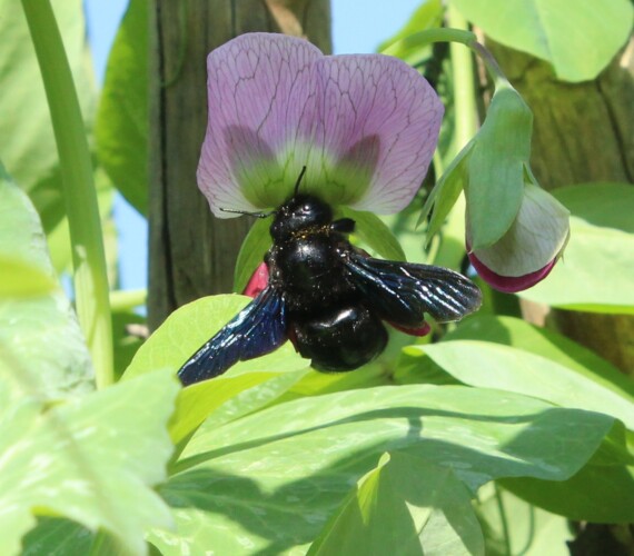 Blauschwarze Holzbiene (Xylocopa violacea, ev. valga)