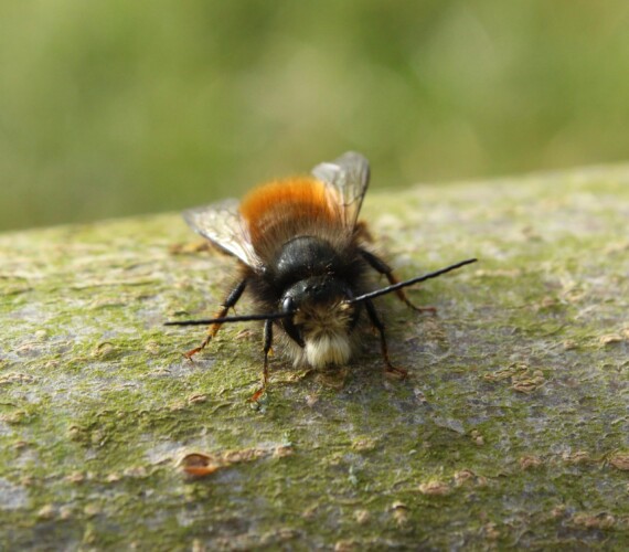 Gehörnte Mauerbiene (Osmia cornuta) Männchen