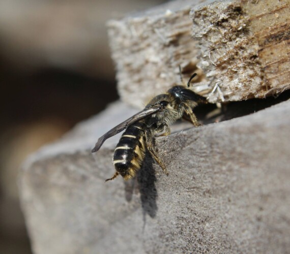 Hahnenfuss-Scherenbiene (Chelostoma florisomne)