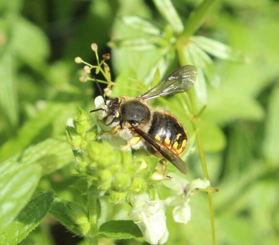 Garten-Wollbiene (Anthidium manicatum) Männchen