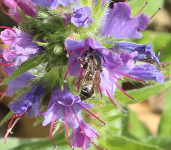 Natternkopf-Mauerbiene (Hoplitis adunca) an Echium vulgare