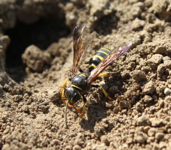 Gorytes spec.
