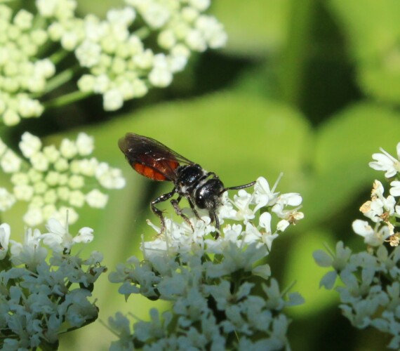 Blutbiene (Sphecodes spec.) auf Giersch