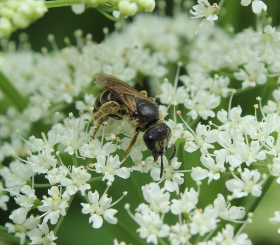 Furchenbiene aus der Halictus simplex-Gruppe