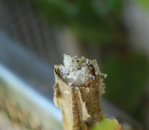 Passaloecus spec., frisch ausgehöhlter Markstängel