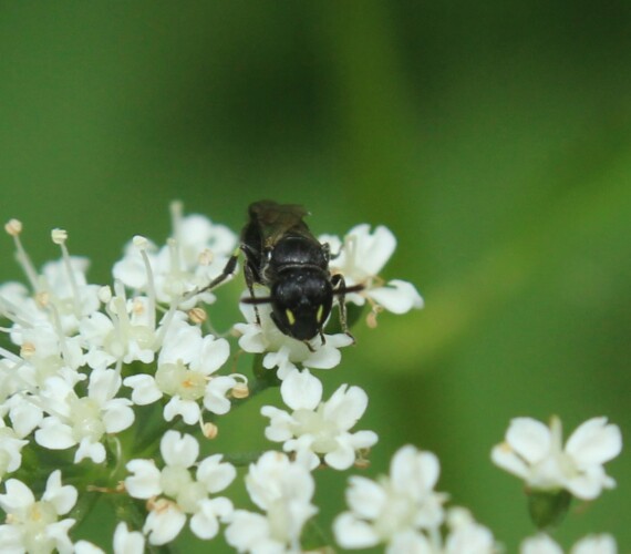 Maskenbiene aus der Hylaeus brevicornis-Gruppe