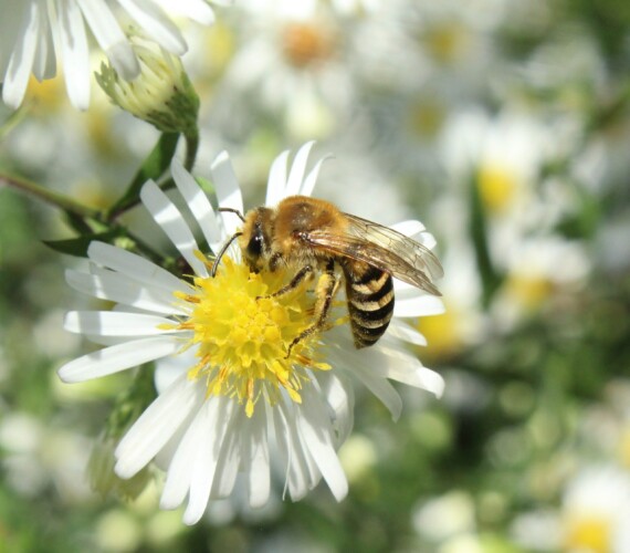 Efeu-Seidenbiene (Colletes hederae) mit Pollen am Nektar trinken