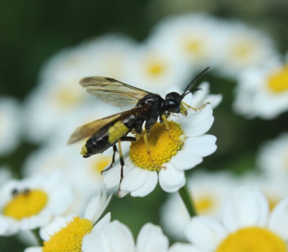 Blattwespe (Tenthredo spec.) aus der Familie der Echten Blattwespen