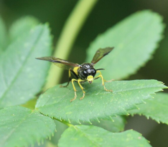 Blattwespe (Tenthredo spec.) aus der Familie der Echten Blattwespen