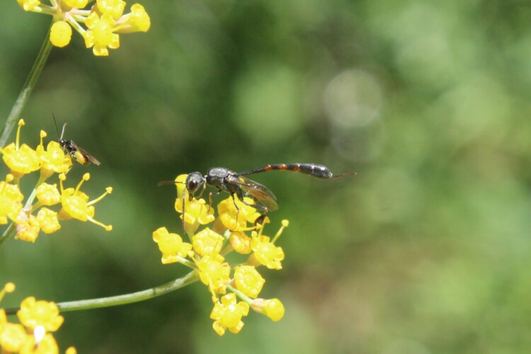 Gasteruption spec. auf Gewürzfenchel